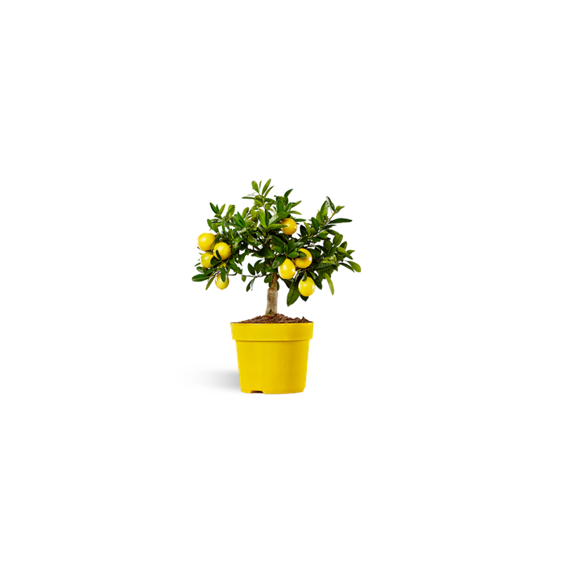 Eustin Limequat (  14cm)