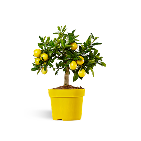 Eustin Limequat (  14cm)