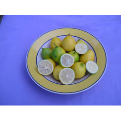 Eustin Limequat (  14cm)