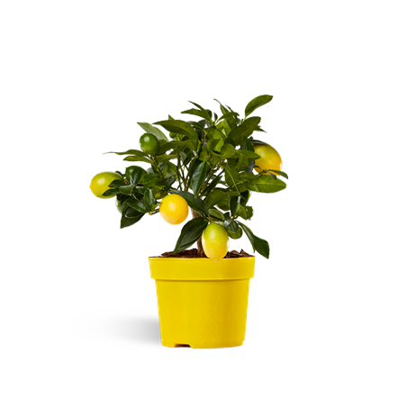 Lakeland ( Bonsai 14cm)