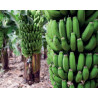 Bananeira Canária