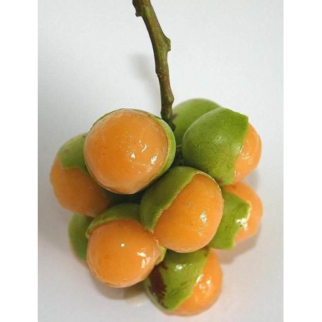 Mamoncillo ( Melicoccus bijugatus)