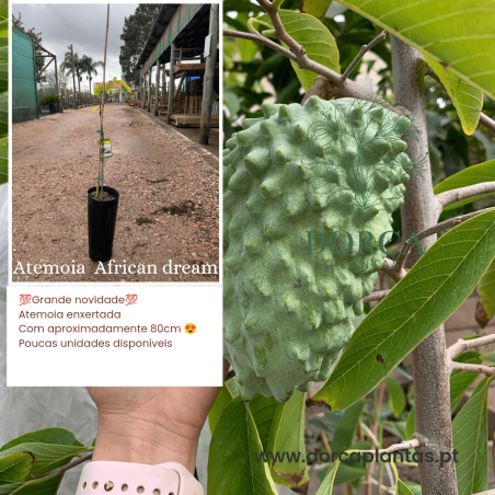 Atemoia African Dream ( Enxertada)