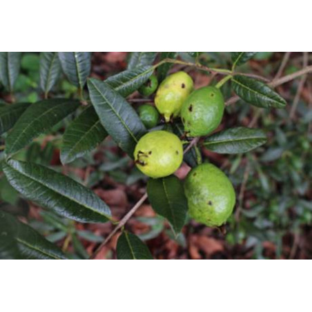 Goiaba de Folha Estreita (Psidium striatulum)