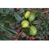 Goiaba de Folha Estreita (Psidium striatulum)