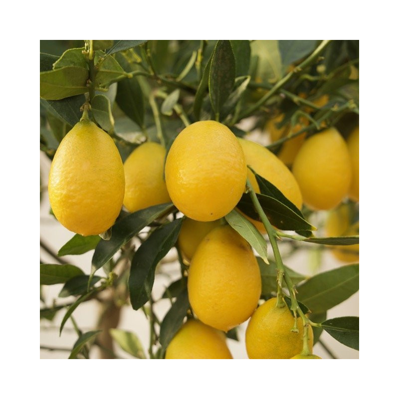 Limonquat