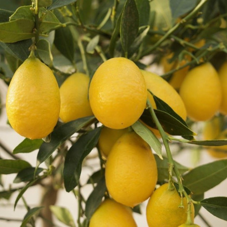 Limonquat