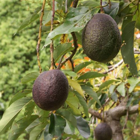 Abacate Hass ( Enxertada)