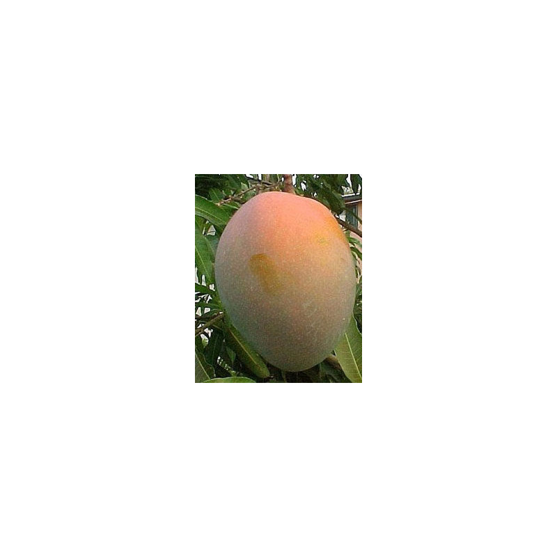 Manga Keitt ( Enxertada)