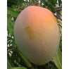 Manga Keitt ( Enxertada)