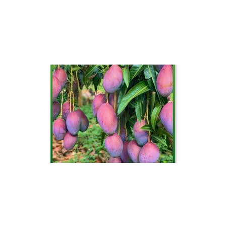 Manga Palmer ( Enxertada)