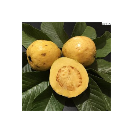 Goiaba Amarela