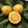 Goiaba Amarela