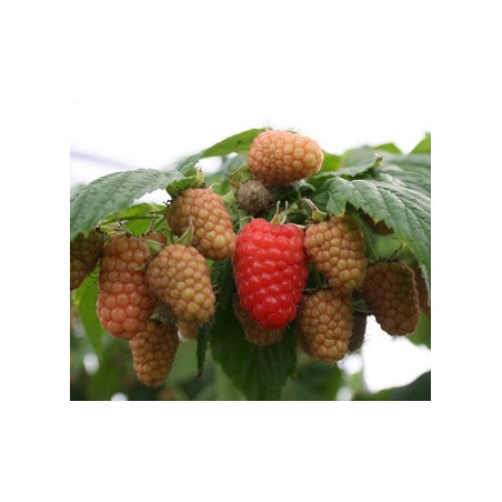 Framboesa Amira  ( Rubus Idaeus)