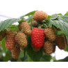 Framboesa Amira  ( Rubus Idaeus)