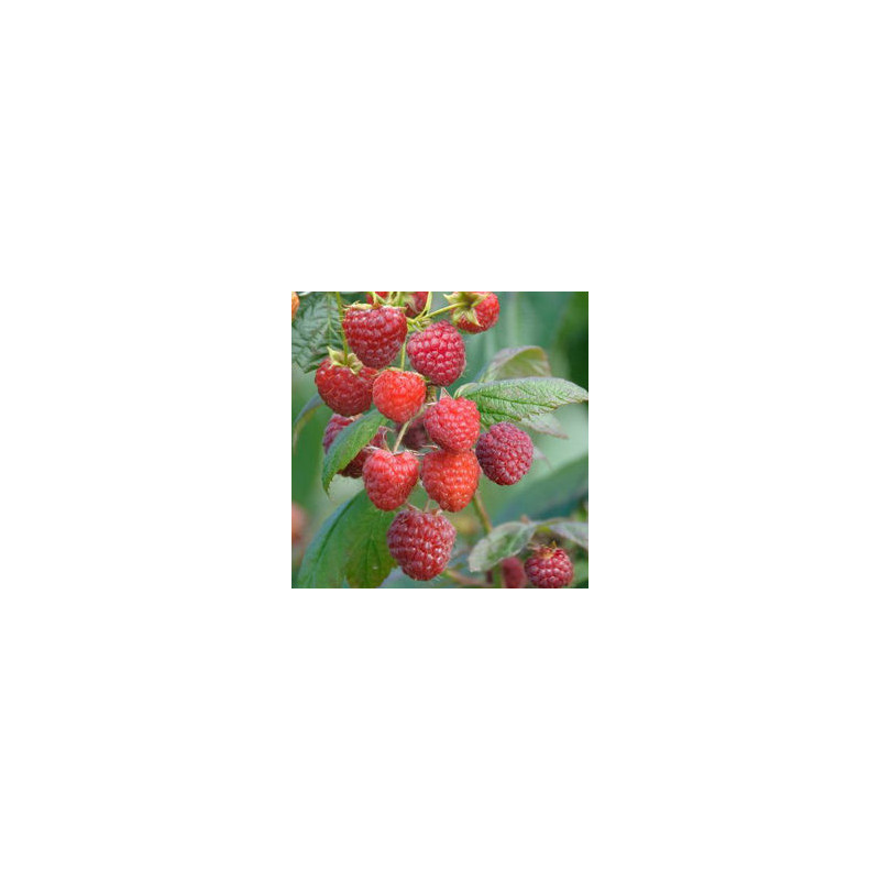 Framboesa Felicidade de Outono  ( Rubus Idaeus )
