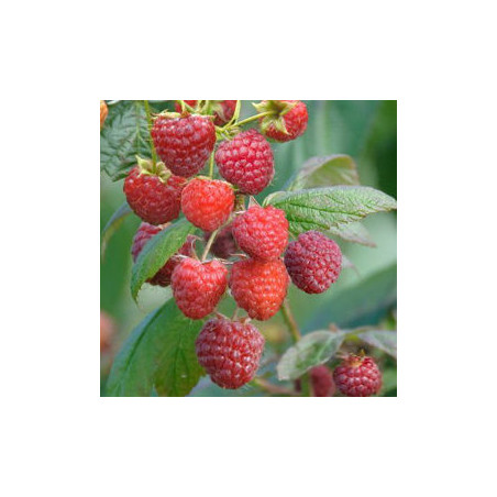 Framboesa Felicidade de Outono  ( Rubus Idaeus )