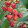 Framboesa Felicidade de Outono  ( Rubus Idaeus )