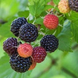 Framboesa Black Jewel ( Rubus Occidentalis)