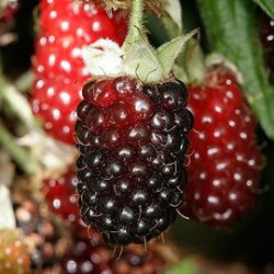 Framboesa Boysenberry ( Rubus Ursinus x Idaeus)