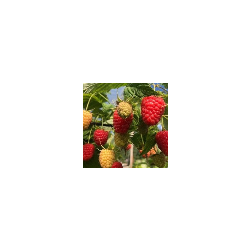 Framboesa Dolomia Plus  ( Rubus Idaeus)