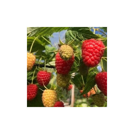 Framboesa Dolomia Plus  ( Rubus Idaeus)