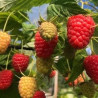 Framboesa Dolomia Plus  ( Rubus Idaeus)