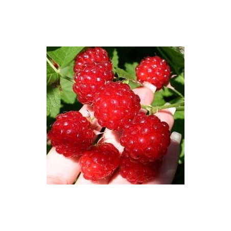 Framboesa Dorman Red  ( Rubus Parviflorus x Idaeus Dorsett)
