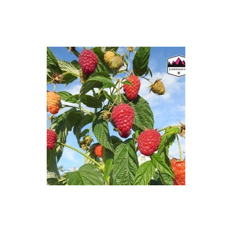 Framboesa Enrosadira  ( Rubus Idaeus)