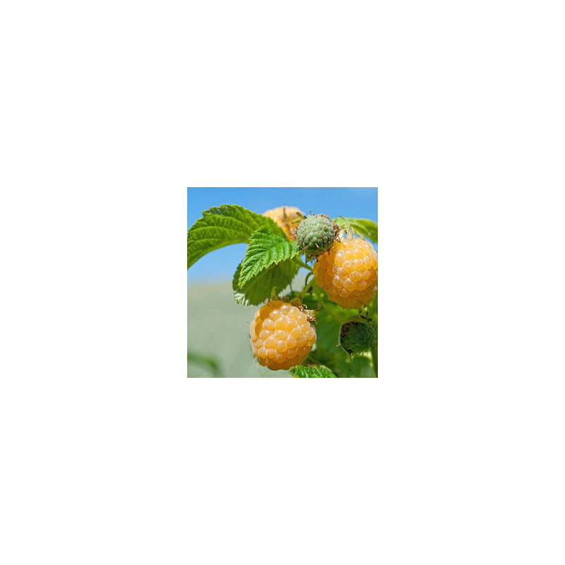 Framboesa Fallgold  ( Rubus Idaeus)