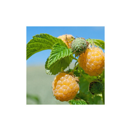 Framboesa Fallgold  ( Rubus Idaeus)