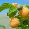 Framboesa Fallgold  ( Rubus Idaeus)