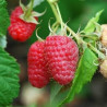 Framboesa Glen Ample ( Rubus Idaeus)