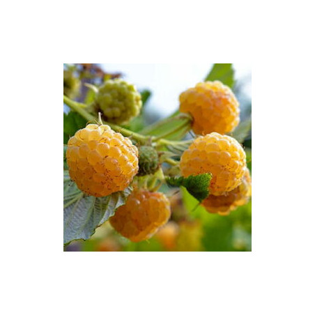 Framboesa Golden Bliss ( Rubus Idaeus)