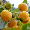 Framboesa Golden Bliss ( Rubus Idaeus)
