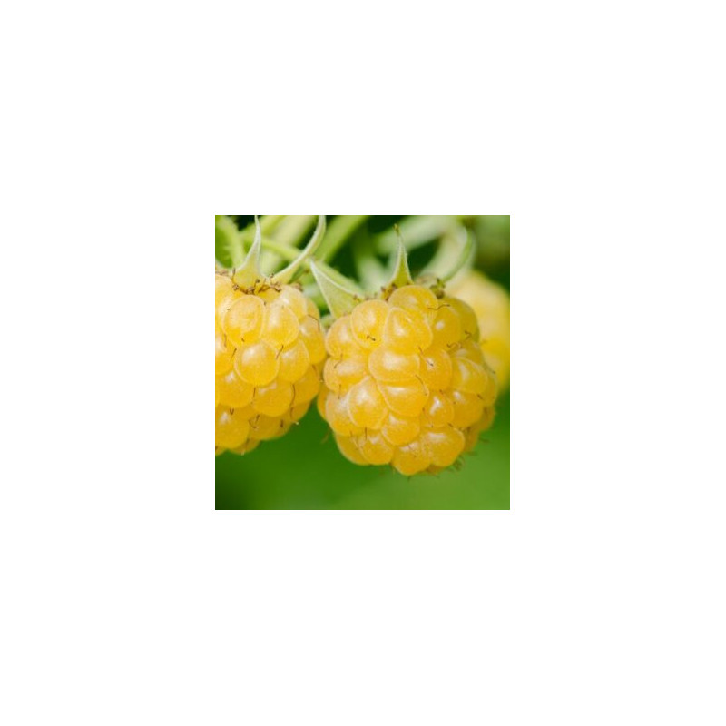 Framboesa Golden Everest ( Rubus Idaeus)