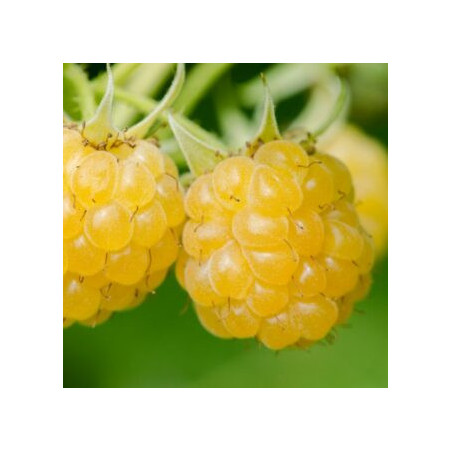 Framboesa Golden Everest ( Rubus Idaeus)