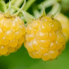 Framboesa Golden Everest ( Rubus Idaeus)