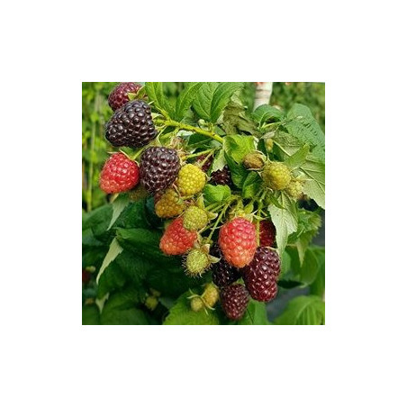 Framboesa Heban (Rubus x Negligus)