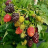 Framboesa Heban (Rubus x Negligus)