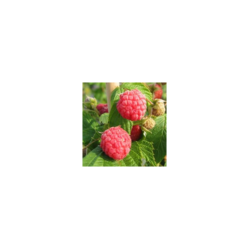 Framboesa Patrimônio ( Rubus Idaeus)