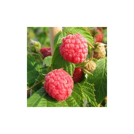Framboesa Patrimônio ( Rubus Idaeus)