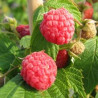 Framboesa Patrimônio ( Rubus Idaeus)