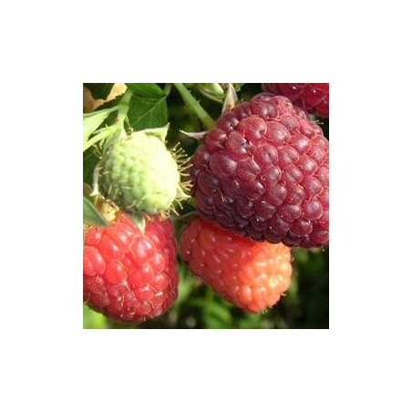 Framboesa Himbotop ( Rubus Idaeus)