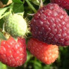 Framboesa Himbotop ( Rubus Idaeus)