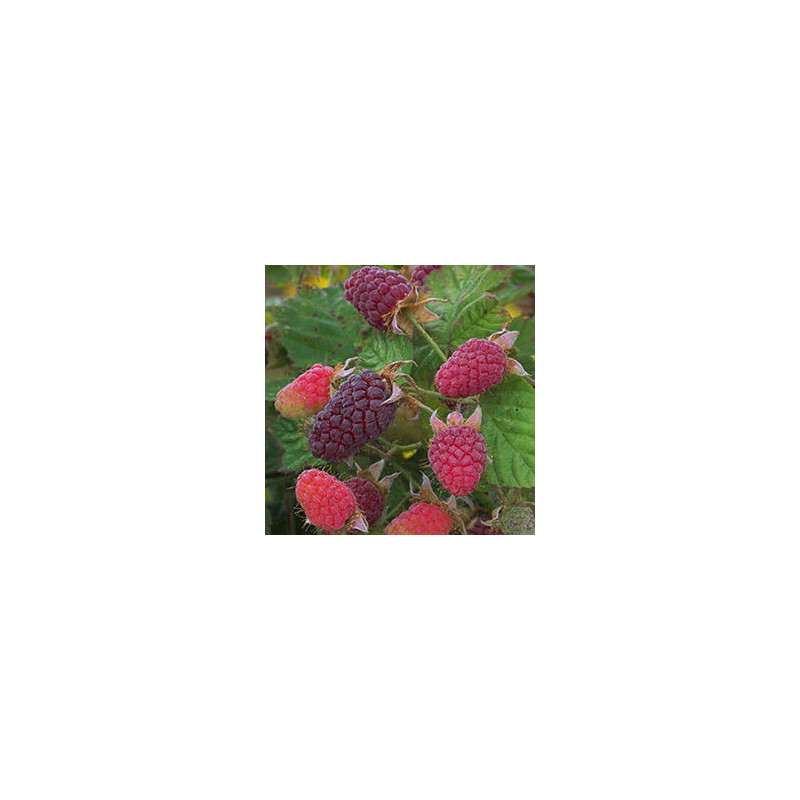 Framboesa Longanberry ( Rubus x Loganobaccus)