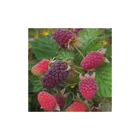 Framboesa Longanberry ( Rubus x Loganobaccus)