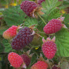 Framboesa Longanberry ( Rubus x Loganobaccus)