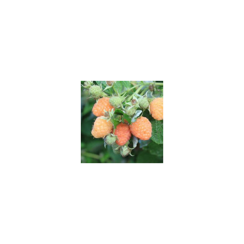 Framboesa Lowberry  Little Orangelina (Rubus Idaeus)