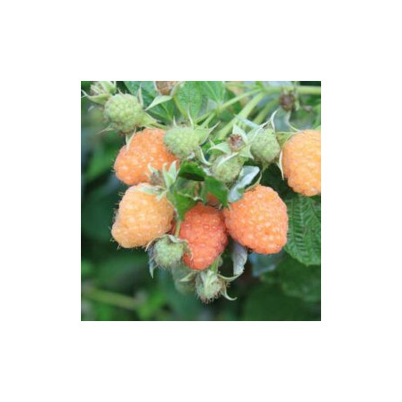 Framboesa Lowberry  Little Orangelina (Rubus Idaeus)